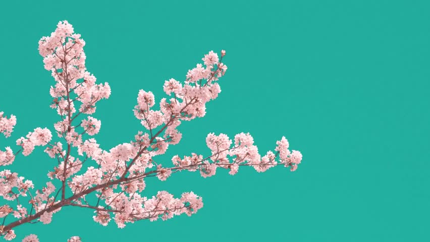 This 4K video features a branch of cherry blossoms in bloom. The visual documents pale pink and white petals against a solid teal or turquoise background. The composition highlights the floral anatomy and branch structure, representing the spring flowering season and botanical characteristics often associated with Japanese cultural landscapes and seasonal tourism in high-resolution detail.