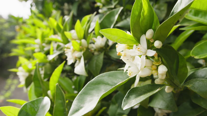 White orange blossoms flowers on a tree in Sicily