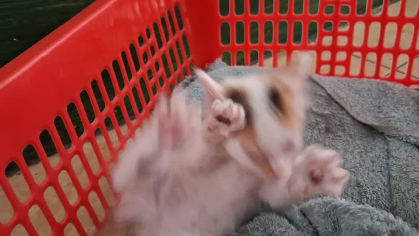 Beautiful funny calico kitten happily in basket. 
