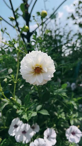 A white dahlia flower blooms at the center of a lush garden, its layered petals forming a soft, rounded shape around a warm golden core. Slender stems, unopened buds, and dense green leaves surround the flower, creating a calm natural setting with gentle light and a fresh outdoor atmosphere.