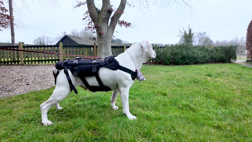 White American Bulldog Wearing A Black Harness And Backpack Standing In A Green Garden On A Cloudy Day