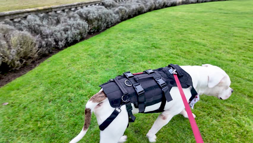 American Bulldog Walking On Green Grass Wearing A Black Harness And Red Leash In A Garden Outdoor Pet For Dog Training And Exercise Concepts