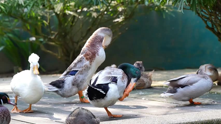 group of ducks by the pond, enjoying the day, the happy duck mallard spending time together