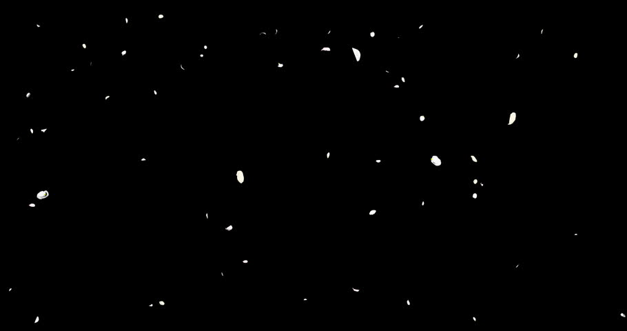 White flower petals sway in the wind. Isolated on black background. 4K 3D rendering loop animation.