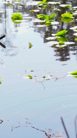 A vertical clip shows a limpkin walking into frame from the right and foraging in reflective water dotted with lily pads. The calm park setting highlights wetland ecology in Tampa, Florida.
