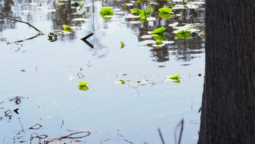 A limpkin steps into view from behind a large tree, wading through shallow water along the Hillsborough River. Reflective surfaces and lily pads create a serene nature moment within Tampa