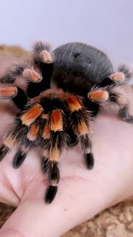 A Mexican redknee tarantula crawls slowly across a person