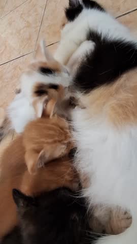 Beautiful mother cat and kittens happily together on the floor. 