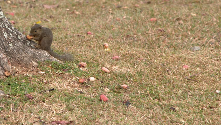 A small squirrel sits on grass by a tree trunk, holding and eating a nut