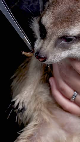 A person holds a meerkat while feeding it a worm larva using metal tweezers