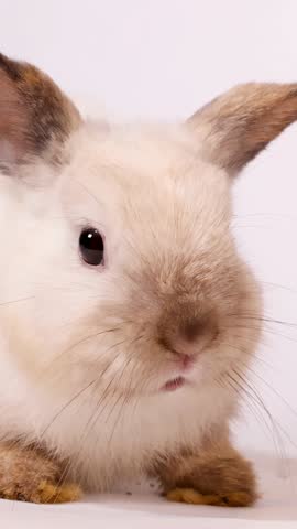 A cream-colored dwarf rabbit chews food pellets in a bright, high-key studio close-up portrait