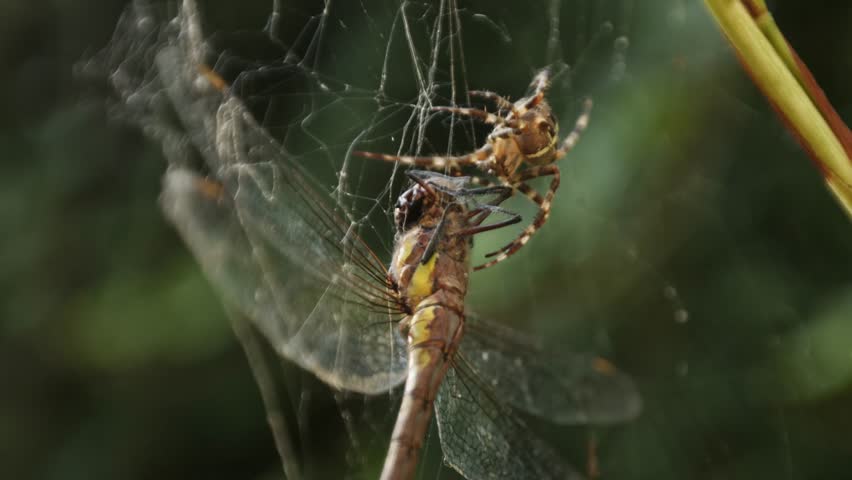 Dragonfly tangled in web and being consumed by the orb-weaver spider, closeup macro backlit