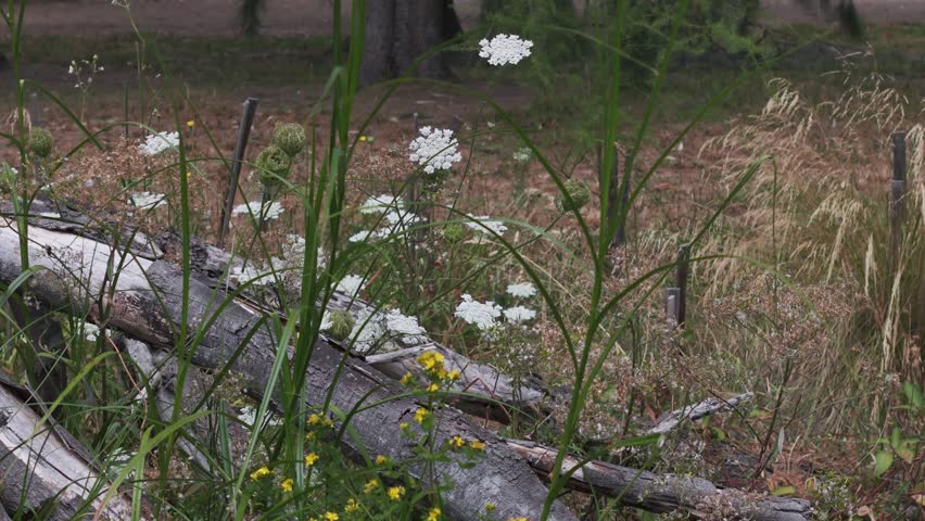 Detailed view of blooming wildflowers in a natural park setting, showcasing vibrant colors and lush greenery under soft diffused lighting. Captured in a horizontal landscape orientation.