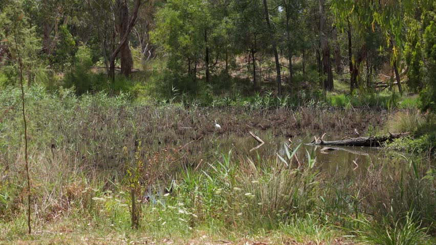 White-Faced Heron wades through tranquil Kilsyth Park lake in Melbourne. Surrounded by lush greenery under soft daylight, perfect for nature and wildlife enthusiasts. Wide angle view.
