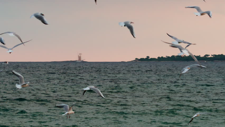 Group of seagulls flying dynamically over the sea at sunset, with a sailboat visible in the distance