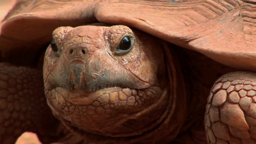 Desert tortoise slowly emerges in arid landscape. Shell features intricate designs while sunlit environment highlights its textures and colors background.