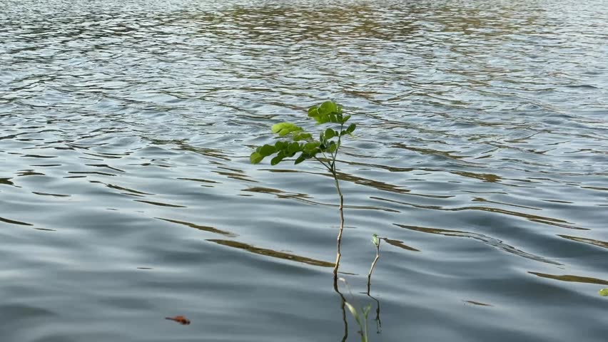 Plant in the middle of the pond summer day time tropical.