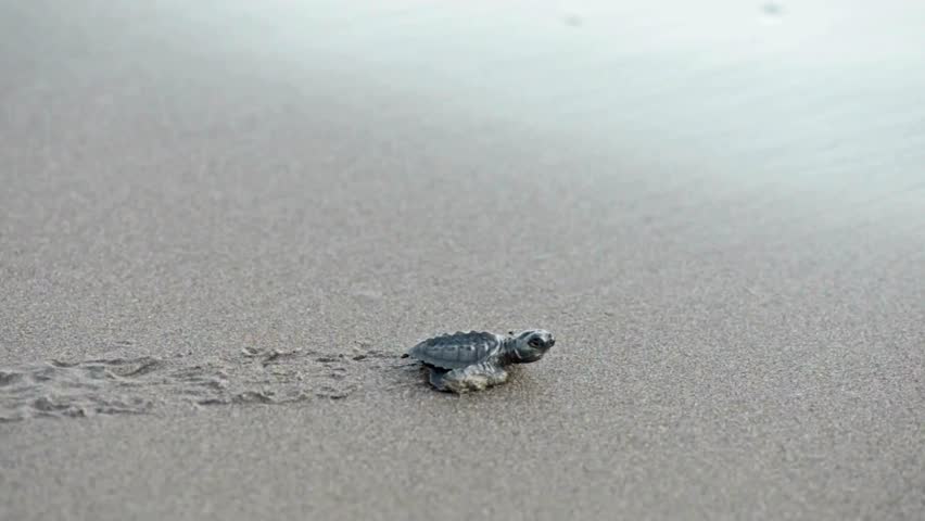 Baby turtle hatching and crawling towards ocean on sandy beach during sunrise struggles across sandy beach towards ocean waves, showcasing nature