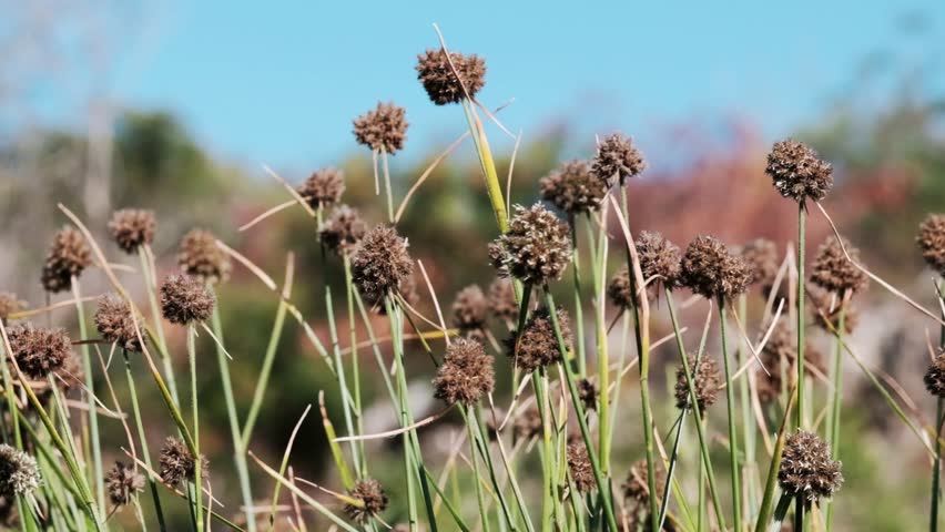 Wild growing, grassy reeds with seeds near a river in South Africa