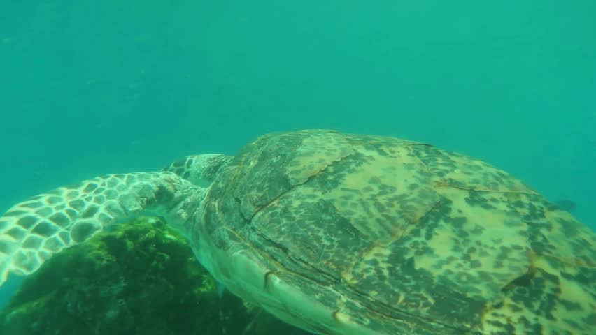 Sea Turtle swims slowly underwater in clear turquoise ocean near some rocks. Sunlight filters into water creating soft effect.