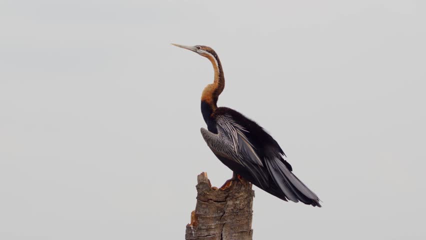 African Darter - Snakebird Perch On The Tree In Uganda. - closeup shot