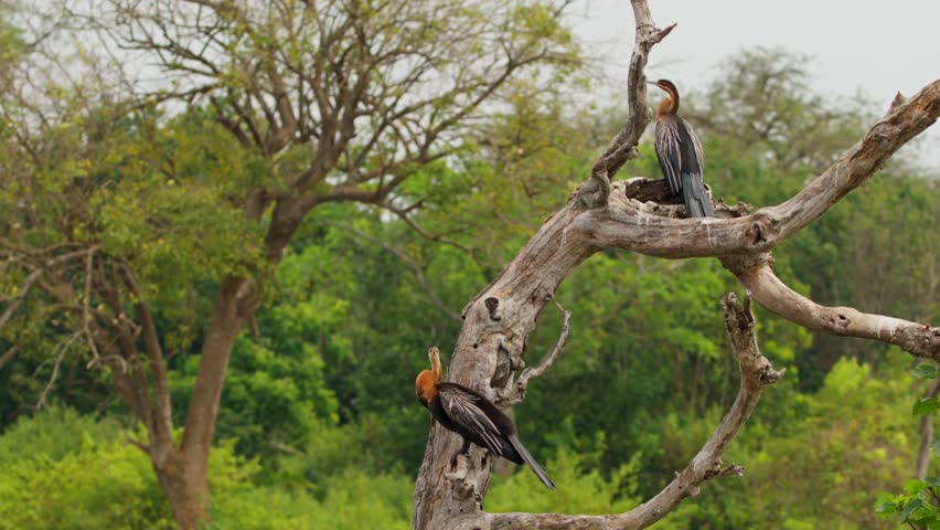 Goliath Heron Perched On The Branch Of Tree In Murchison Falls National Park, Uganda. - wide shot