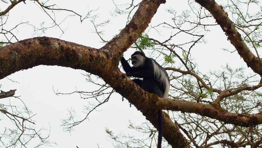 Black-and-white Colobus Monkey Eating Leaves Of The Tree In Uganda. - closeup shot