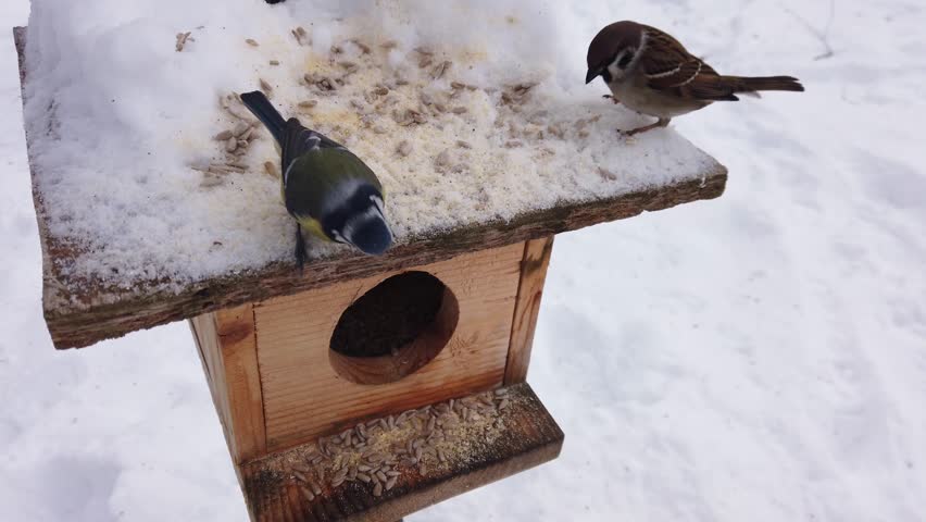 Eurasian tree sparrows gather at a wooden bird feeder in winter snow 