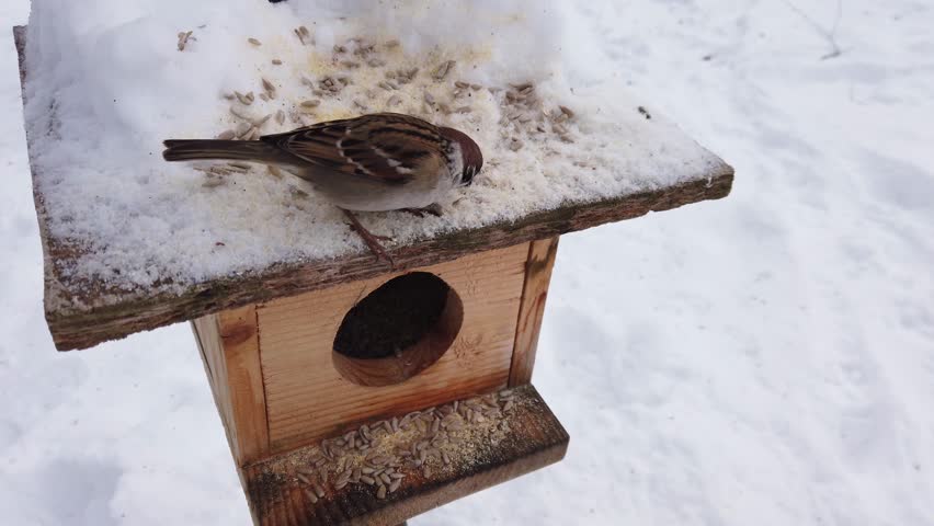 Eurasian tree sparrows gather at a wooden bird feeder in winter snow 