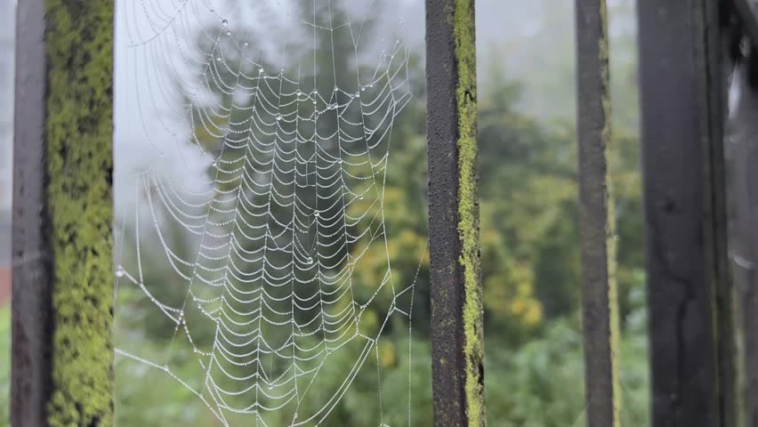 Spiderweb Strung Across Mossy Railing, DewLaden Threads Glistening, Iron Bars Covered In Lichen, Foggy Garden