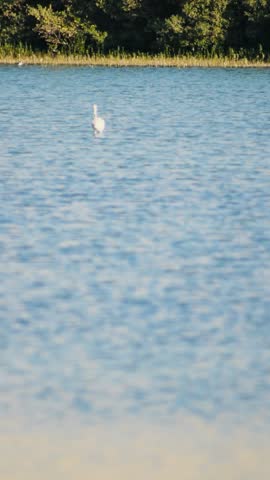 The small white bird in the water appears to be an egret or small heron. 