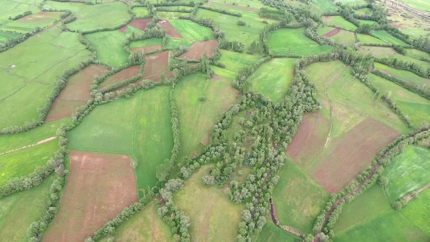 Aerial perspective shows sparse trees on irregular green farmland patchwork and brown fields. Topdown landscape of scattered oaks across varied crop parcels, beige rectangles, agrarian terrain.