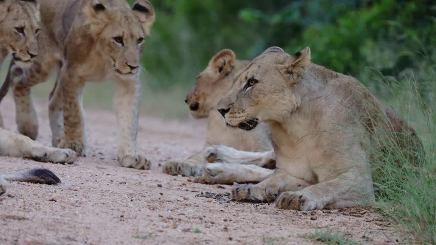 lion pride approaching on the road.