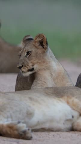 Vertical video, a very tired lion cub