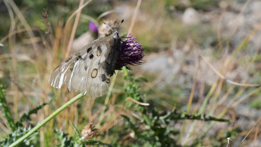 Apollo, Mountain Apollo, Parnassius apollo, butterfly,  BROKEN FLIES, Papilionidae,  meadow, field,  Gran Paradiso National Park, Cogne, Valnontey, Valle d