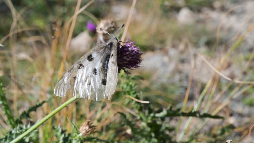 Apollo, Mountain Apollo, Parnassius apollo, butterfly,  BROKEN FLIES, Papilionidae,  meadow, field,  Gran Paradiso National Park, Cogne, Valnontey, Valle d