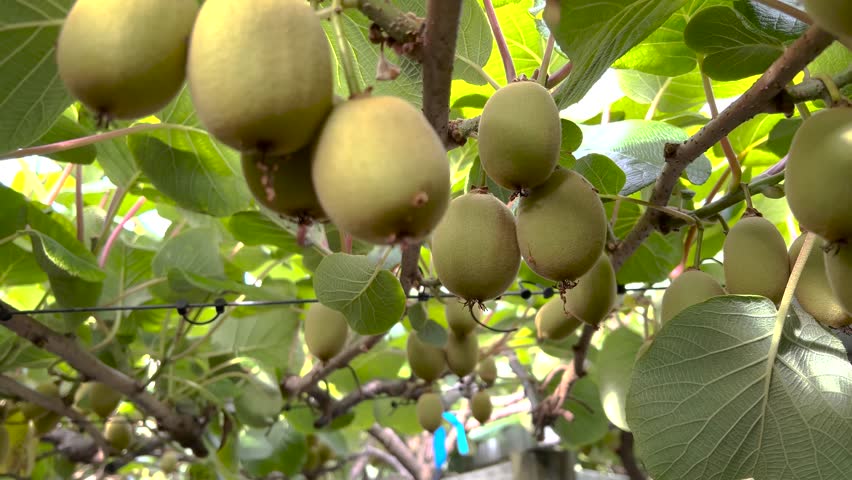 Gold Kiwi Fruits are hanging from wine in New Zealand orchard. Picking, harvest. Food