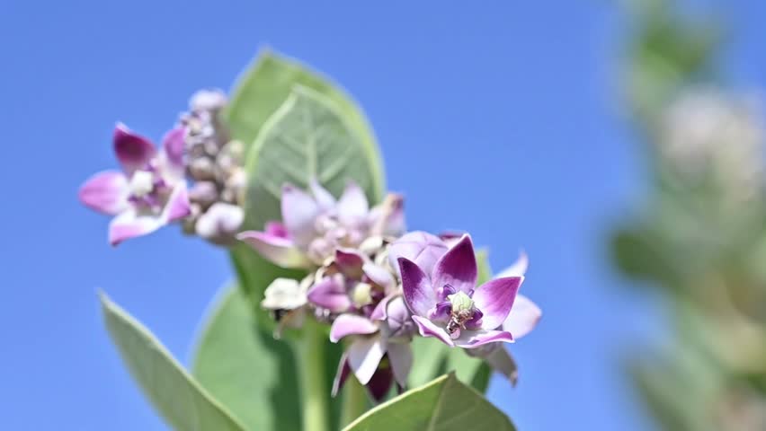Calotropis procera with blue sky, beautiful flower, flowers with green leaves, 