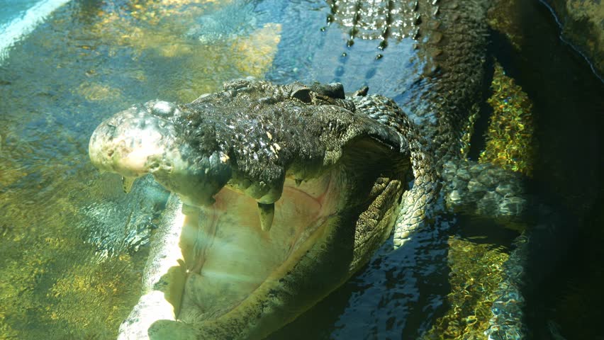 A Saltwater crocodile (Crocodylus porosus) basking in the sun with mouth wide open to to regulate the body temperature in the enclosure, close up shot.
