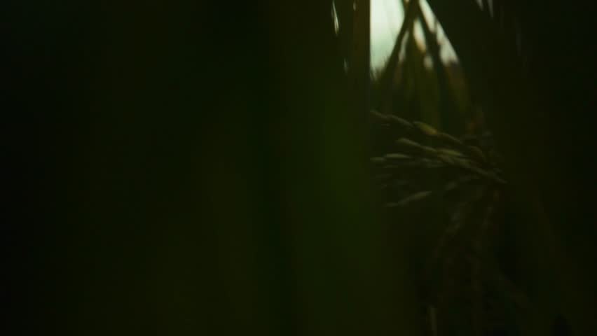 Close-up of Rice Stalks and Sunset Over a Rural Paddy Field