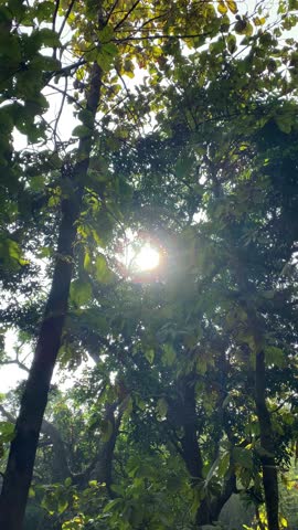 Beautiful sun flare shining through dense green tree leaves in a forest.