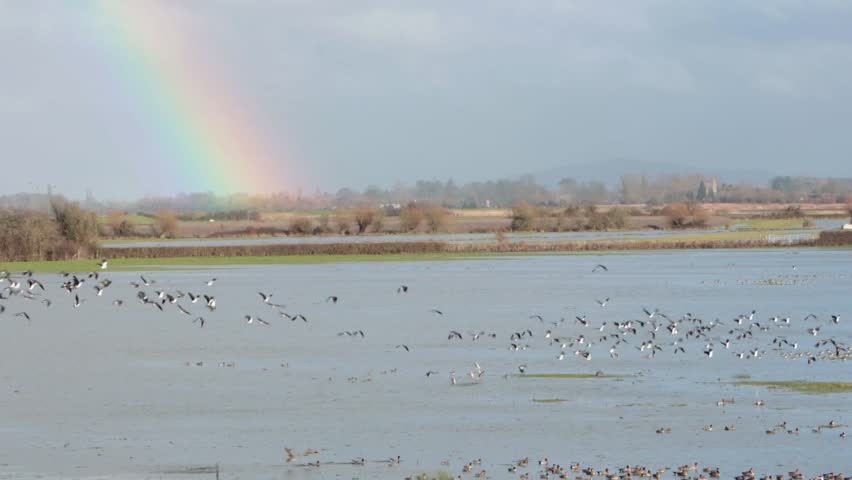 Lapwings, Vanellus vanellus, in flight over a large shallow lake with a rainbow in the background. Severn Estuary, Winter. UK