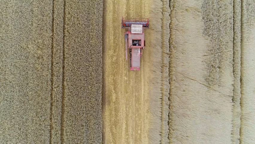 Top view shows a red combine harvester moving through a field of ripe wheat. Harvesting grain during daytime agricultural operations in a rural area.