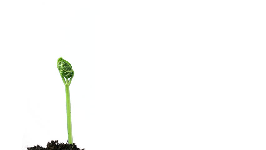 plant growing isolated on white timelapse