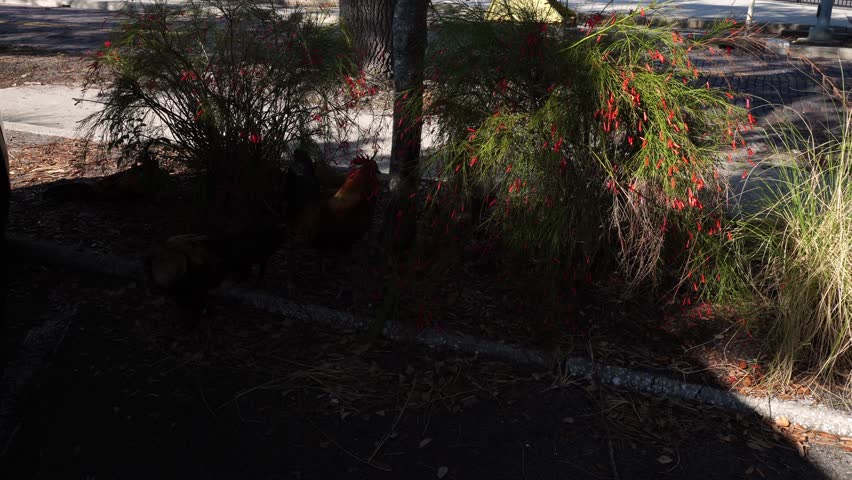 In the shade, with part of the scene lit by daylight. Chickens and roosters can be seen there, in the urban city environment.