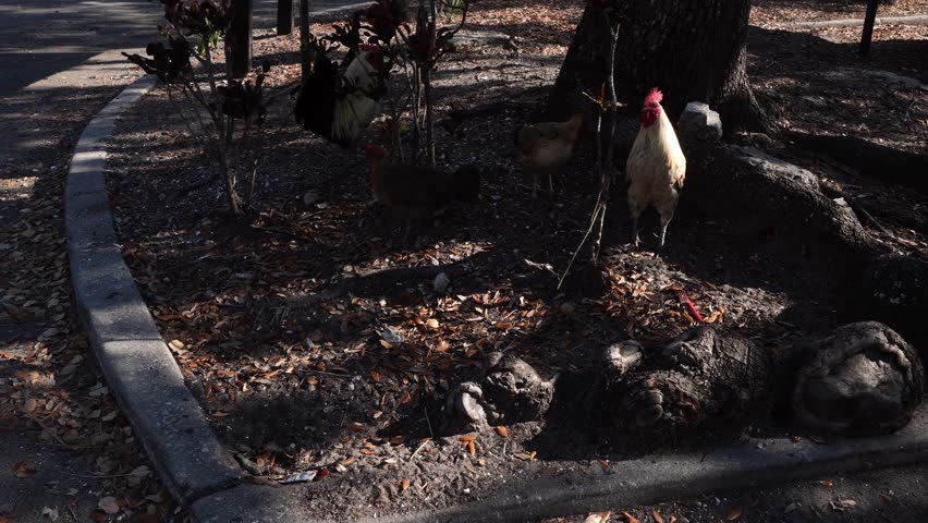 Under the effects of shade and light, chickens and roosters can be seen near the roots of a tree, with a few dead leaves scattered on the ground.