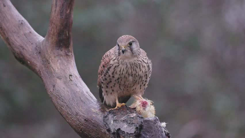 Kestrel feeding perched on a branch