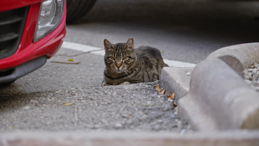 Cat lying on concrete in a parking area between cars, highlighting urban wildlife and peaceful outdoor setting, capturing the essence of a quiet city moment with vehicles nearby.