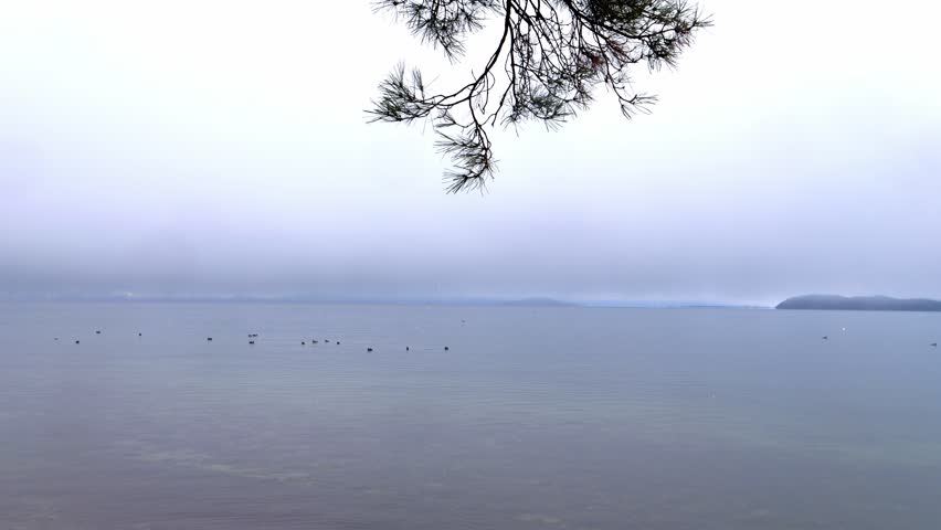 Calm Winter Lake with Floating Water Birds and Minimal Blue Horizon