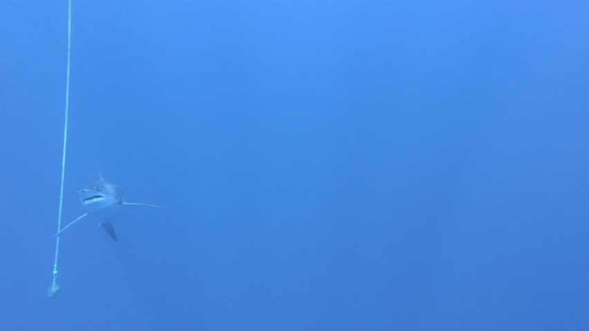 Extreme Close up Mako Shark swimming under diver in Atlantic Ocean